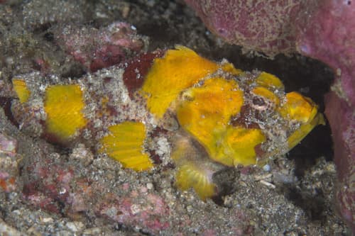 Yellowfin Scorpionfish