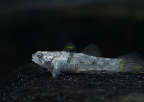 Yellowfin Snubnose Goby