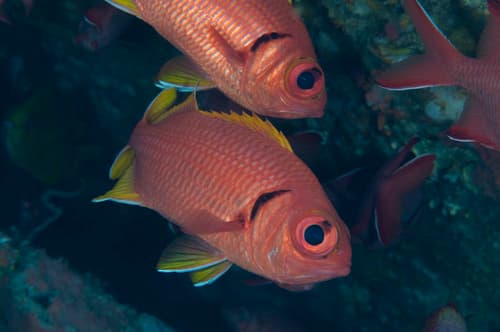 Yellowfin Soldierfish