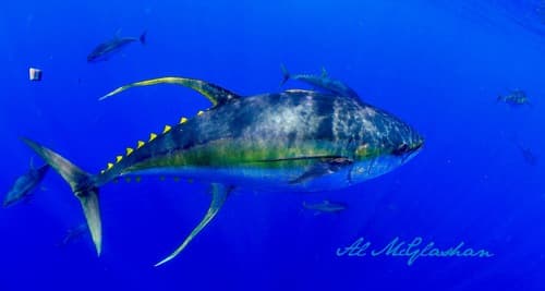 Yellowfin Tuna