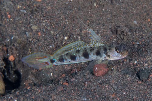Yellowfoot Shrimpgoby