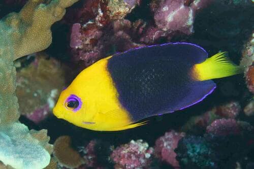 Yellowhead Angelfish