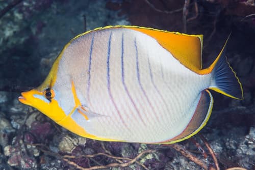 Yellowhead Butterflyfish