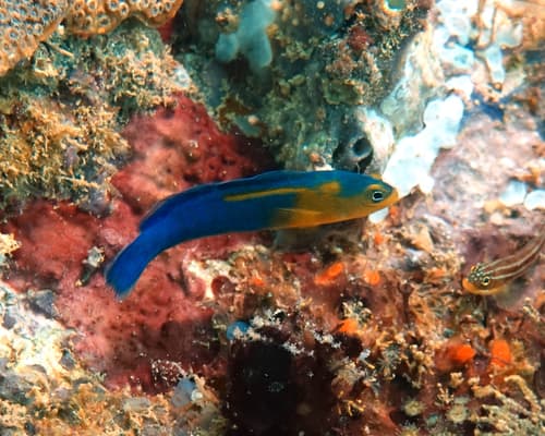 Yellowhead Dottyback