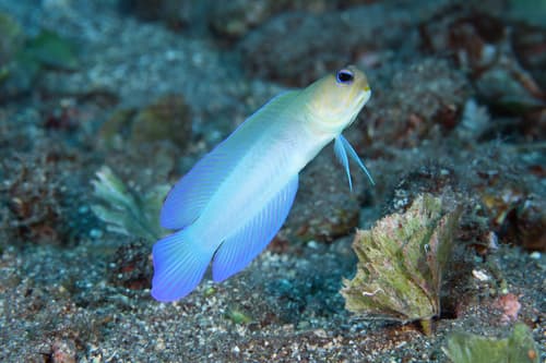 Yellowhead Jawfish