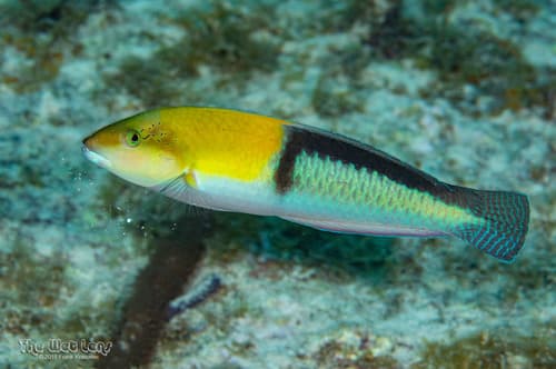 Yellowhead Wrasse