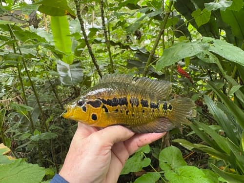Yellowjacket Cichlid