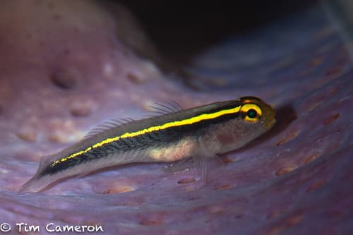 Yellowline Goby