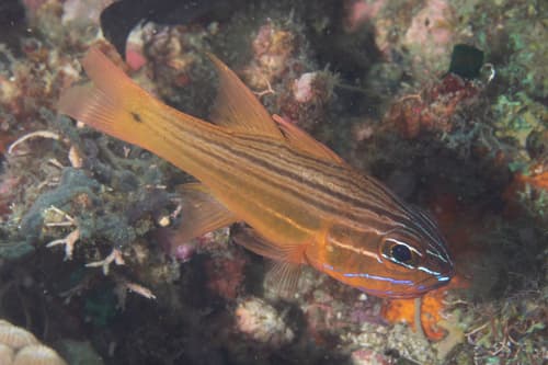 Yellowlined Cardinalfish