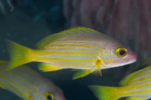 Yellowlined Snapper