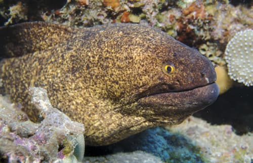 Yellowmargin Moray