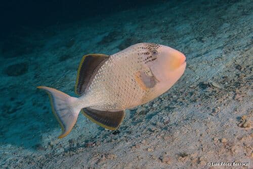 Yellowmargin Triggerfish