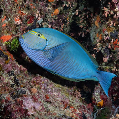 Yellowmask Surgeonfish