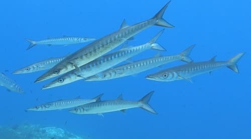 Yellowmouth Barracuda
