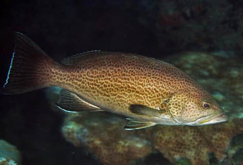 Yellowmouth Grouper