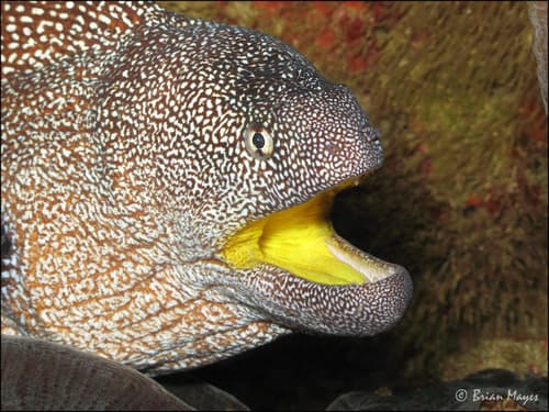 Yellowmouth Moray