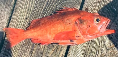 Yellowmouth Rockfish