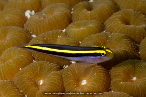 Yellownose Goby