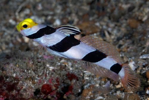 Yellownose Shrimpgoby
