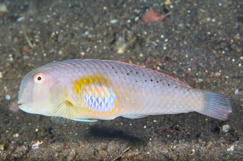 Yellowpatch Razorfish