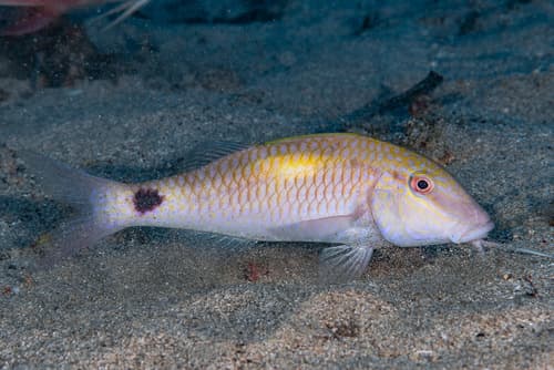 Yellowspot Goatfish