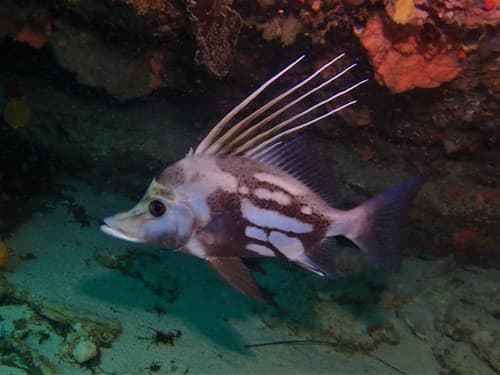 Yellowspotted Boarfish