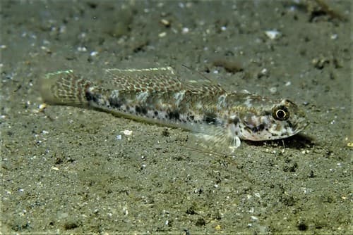 Yellowspotted Sandgoby