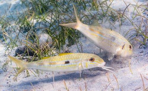 Yellowstripe Goatfish
