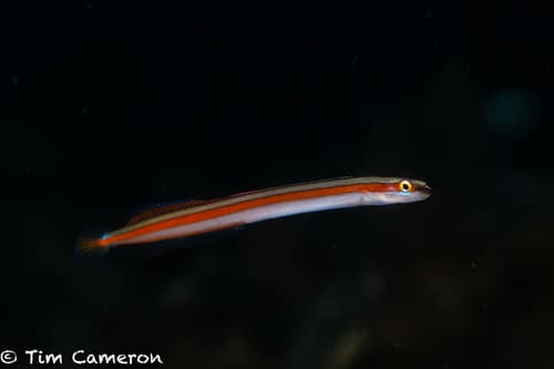 Yellowstripe Wormfish