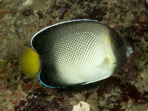 Yellowtail Angelfish