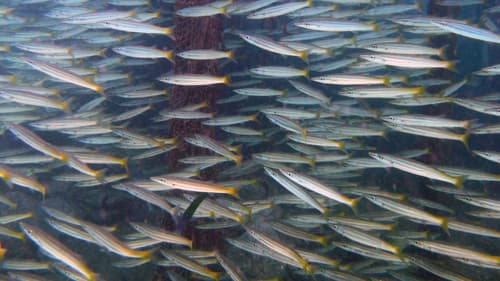 Yellowtail Barracuda