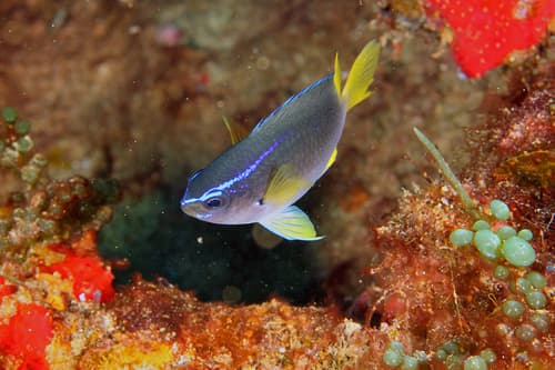 Yellowtail Chromis