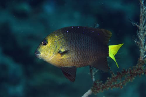Yellowtail Damselfish