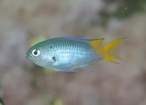 Yellowtail Demoiselle