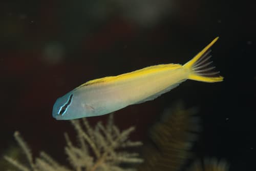 Yellowtail Fangblenny