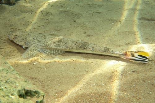 Yellowtail Flathead