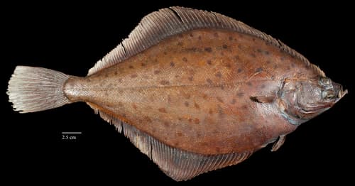 Yellowtail Flounder