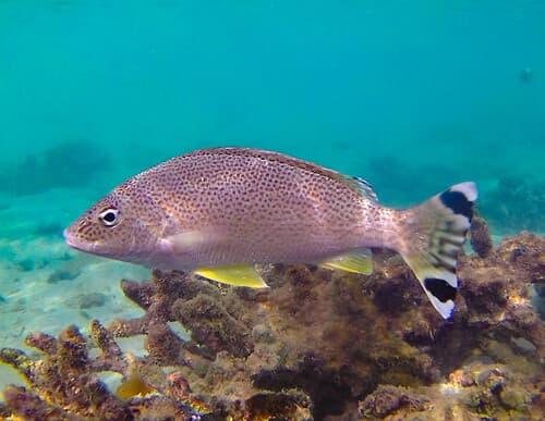 Yellowtail Grunter