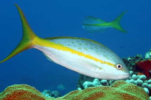 Yellowtail Snapper