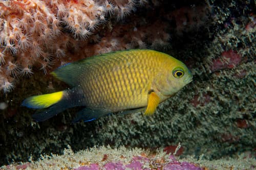 Yellowtip Damselfish