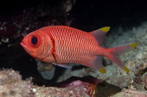 Yellowtip Soldierfish