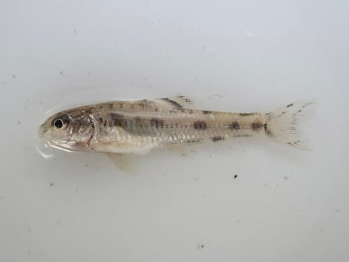 Yodo Gudgeon