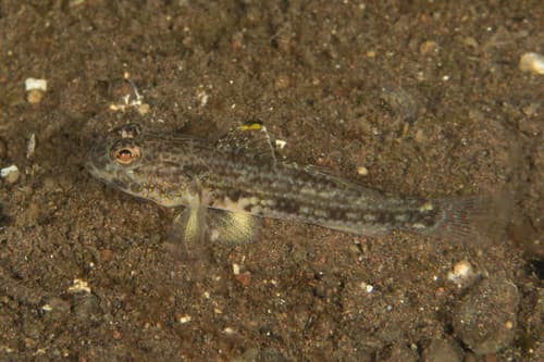 Yoshigoui's Goby