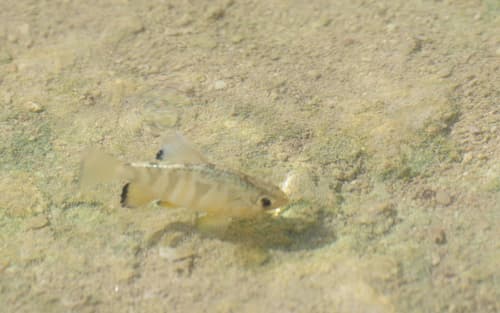 Yucatan Pupfish