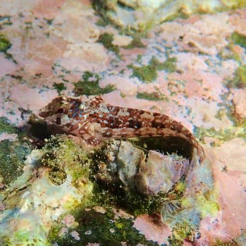 Zaca Blenny