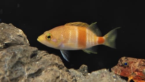 Azuma's Anthias