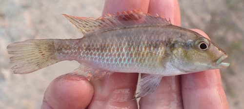 Zambezi Bream