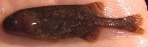 Zambezi Dwarf Stonebasher