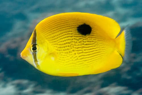 Zanzibar Butterflyfish