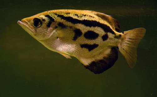 Zebra Archerfish